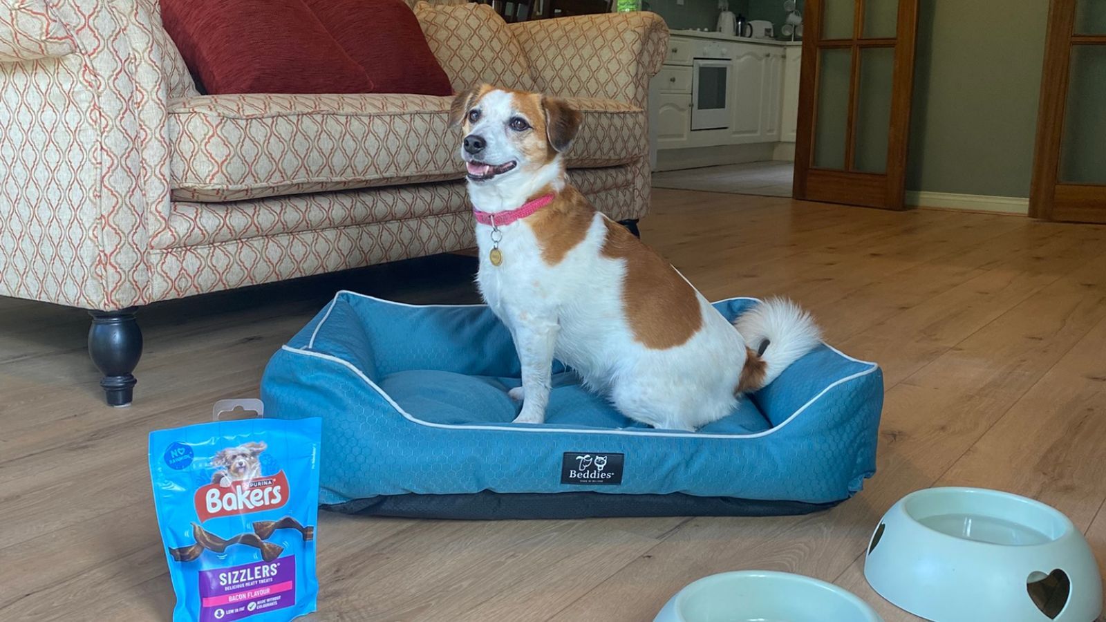 website - dog page - cover