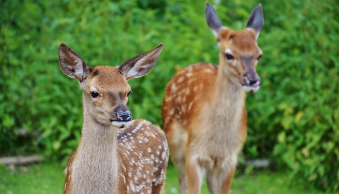 Killarney National Park